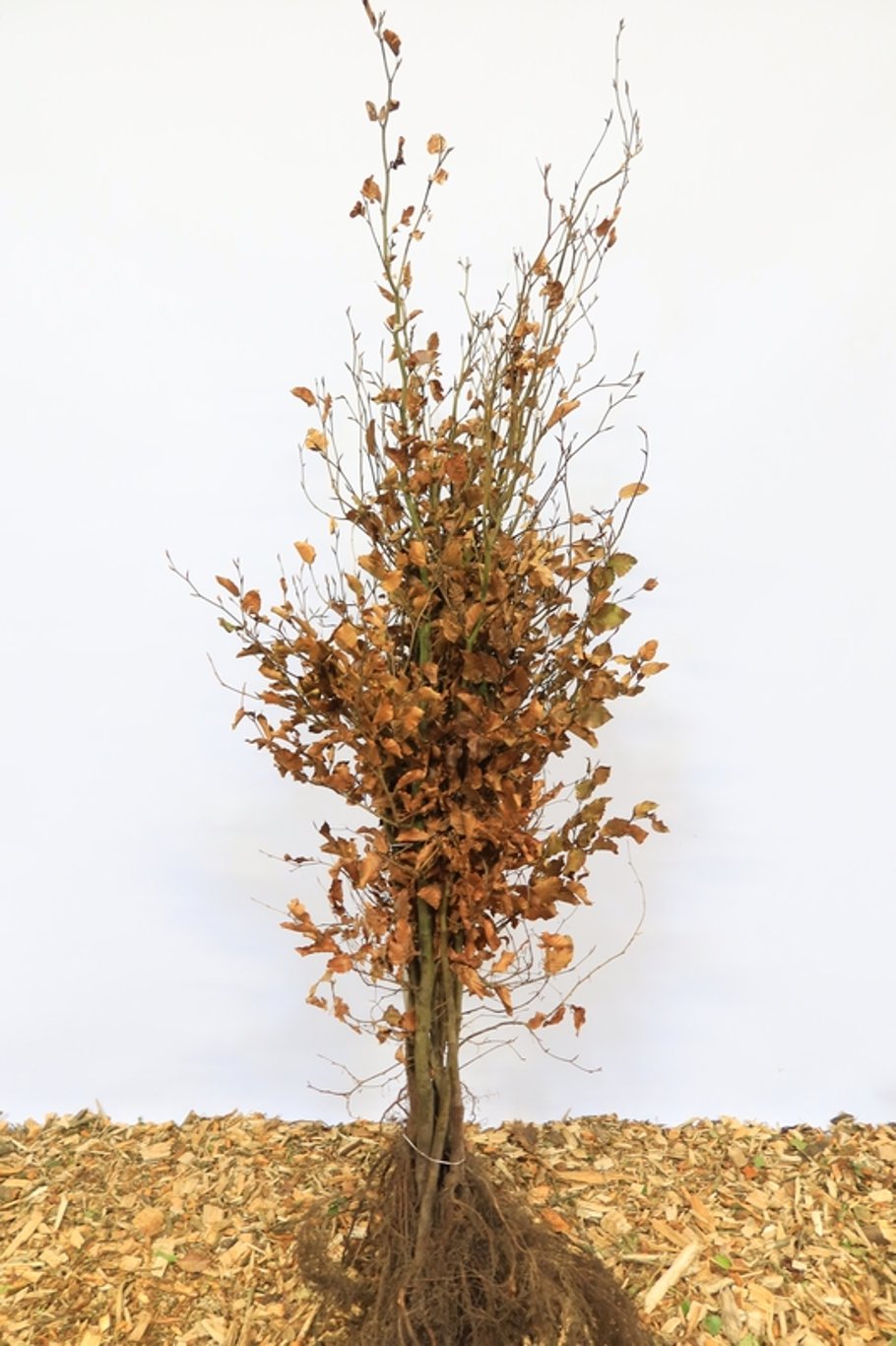 Fagus sylvatica - 150-175 CM bare root 1/2